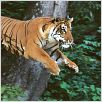 L'Inde, royaume du tigre