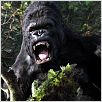 King Kong