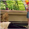 Winn-Dixie mon meilleur ami : photo AnnaSophia Robb, Wayne Wang