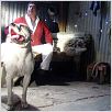 Bombon el perro