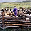 Le chien jaune de Mongolie