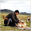Le chien jaune de Mongolie