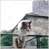 Lassie