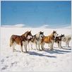 Antartica, prisonniers du froid : photo Frank Marshall