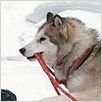 Antartica, prisonniers du froid : photo Bruce Greenwood, Frank Marshall