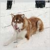Antartica, prisonniers du froid : photo Frank Marshall
