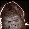 King Kong : photo John Guillermin