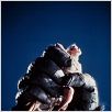 King Kong : photo Jessica Lange, John Guillermin