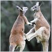 Les Animaux amoureux : photo Laurent Charbonnier