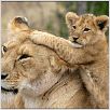 Les Animaux amoureux