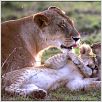Les Animaux amoureux