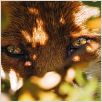 Le Renard et l'enfant : photo Luc Jacquet