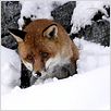 Le Renard et l'enfant : photo Luc Jacquet