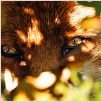 Le Renard et l'enfant : photo Luc Jacquet