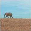 La Balade des éléphants : photo Mario Andreacchio