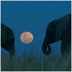 La Balade des éléphants : photo Mario Andreacchio