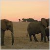 La Balade des éléphants : photo Mario Andreacchio