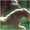 Pom le poulain : photo Olivier Ringer