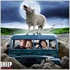 Black Sheep