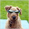 Rex, chien pompier : photo Todd Holland
