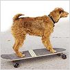 Rex, chien pompier