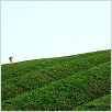 La Forêt de Mogari : photo Machiko Ono, Naomi Kawase