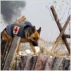 Rintintin