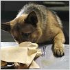 Rintintin : photo Danny Lerner