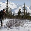 Into the Wild