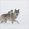La Jeune fille et les loups