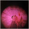 Le Voyage fantastique : photo Richard Fleischer
