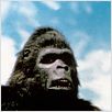 King Kong II : photo John Guillermin
