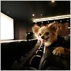 Le Chihuahua de Beverly Hills