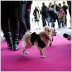 Le Chihuahua de Beverly Hills