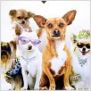 [Multi3]Le Chihuahua de Beverly Hills |FRENCH|[DVDRiP]