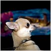 Le Chihuahua de Beverly Hills