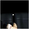 Le Chihuahua de Beverly Hills