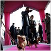Le Chihuahua de Beverly Hills