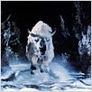Le Bison blanc : photo Jack Lee Thompson