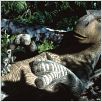Dinosaure
