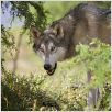 Loup
