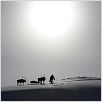 Loup