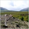 Loup