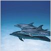 Dauphins et baleines 3D, nomades des mers