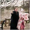 Cherry Blossoms