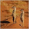 La Famille Suricate : photo
