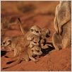 La Famille Suricate : photo
