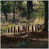 La Famille Suricate : photo