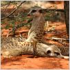 La Famille Suricate : photo