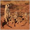 La Famille Suricate